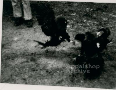 Feathered Warrior production still