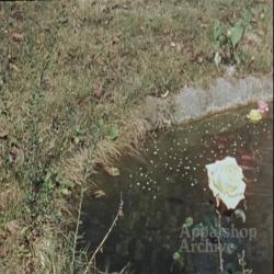 Home movie of women with flower garden; River baptism (silent) (baptism out of focus)