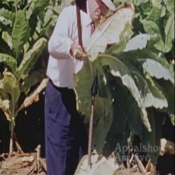 Men harvesting tobacco (silent)
