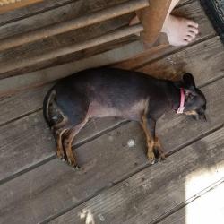 Dog sleeping on a porch