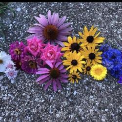 Arrangement of colorful flowers