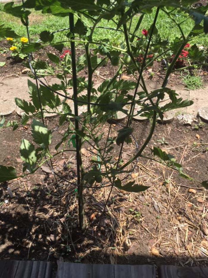 Cherry tomato plant from porch