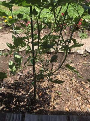 Cherry tomato plant from porch