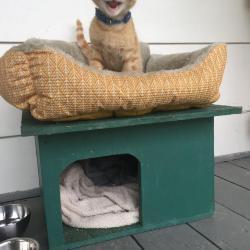 Kitten on a porch