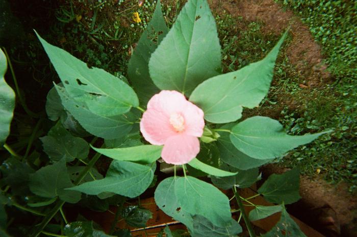 Close up of plant with pink flower