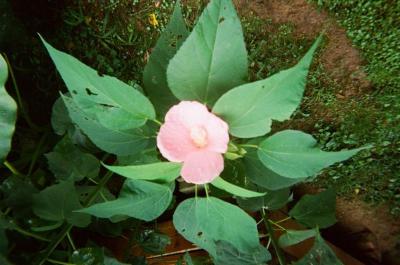 Close up of plant with pink flower