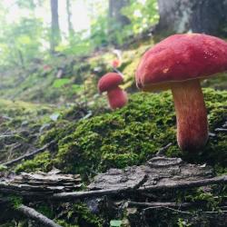 Mushrooms on Pine Mountain Trail