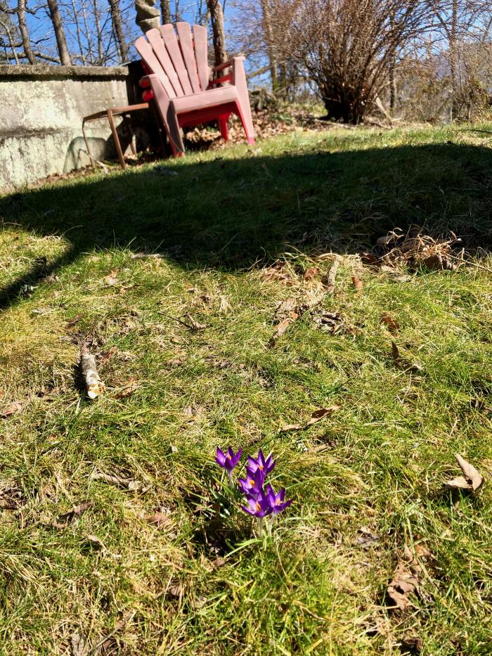 First Sign of Spring
