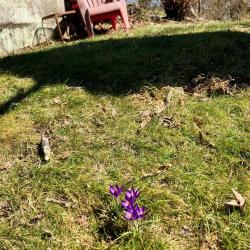 First Sign of Spring