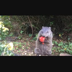 Daisy the groundhog
