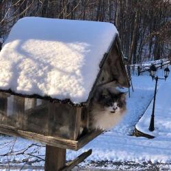 Roxie's Penthouse