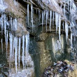 Tanglewood Trail In Winter