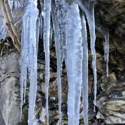 Ice on the Tanglewood Trail