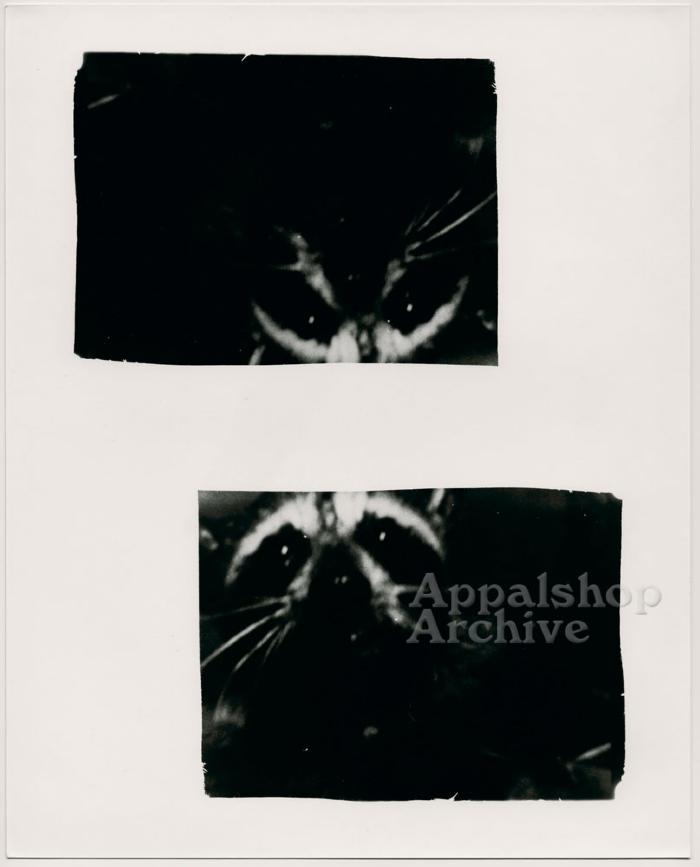 Close up of racoon, 2 images on one print - Judge Wooten production still
