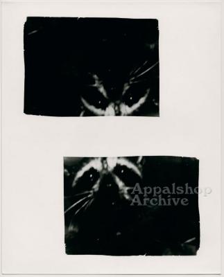 Close up of racoon, 2 images on one print - Judge Wooten production still